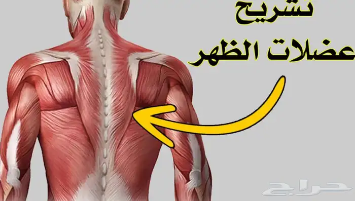 طق ابهر وزيت مساج 6