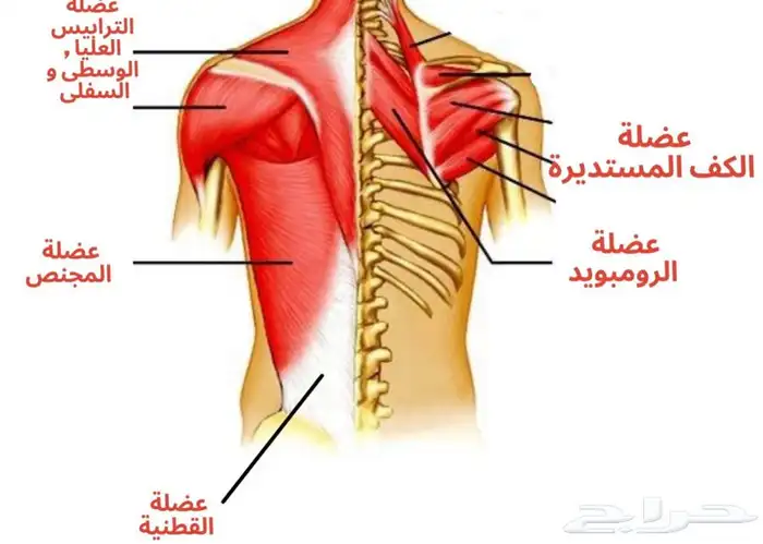 طق ابهر وزيت مساج 7