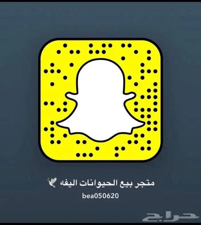 قطط طيور سلااحف اسماك هامستر مستلزمات 1