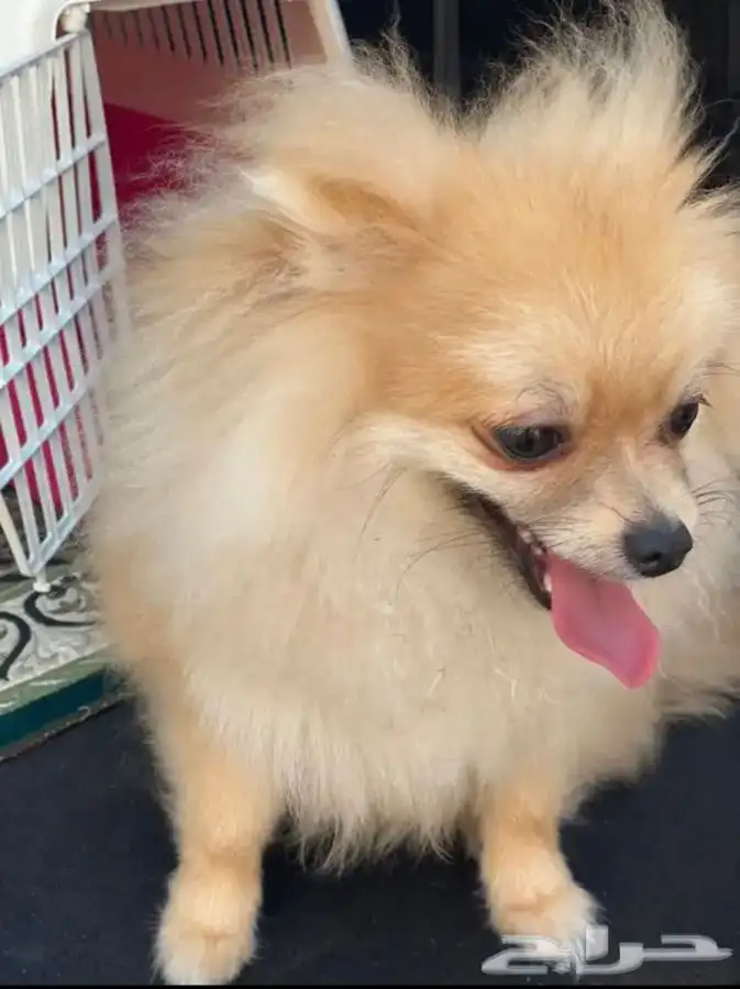 توصيل القطط كلاب طيور ابها خميس مشيط جده مكه الطايف 0