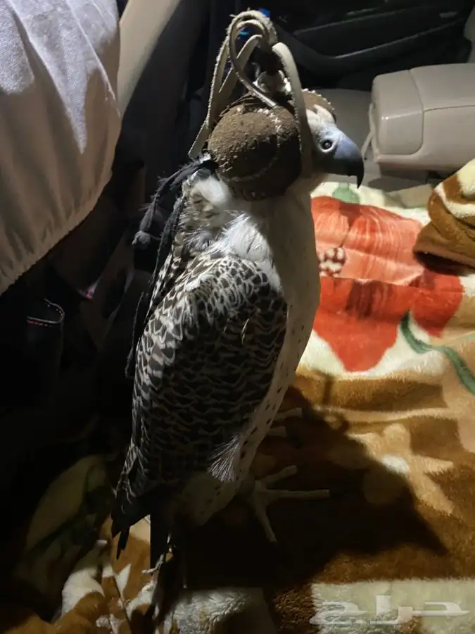 توصيل القطط كلاب طيور ابها خميس مشيط جده مكه الطايف 2