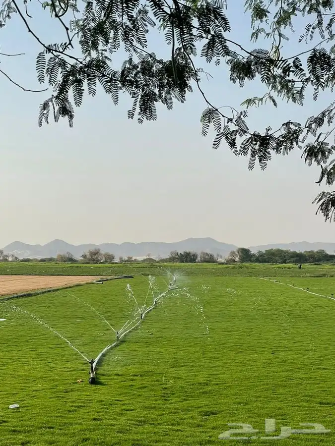 نجيله C2000 صافي 4
