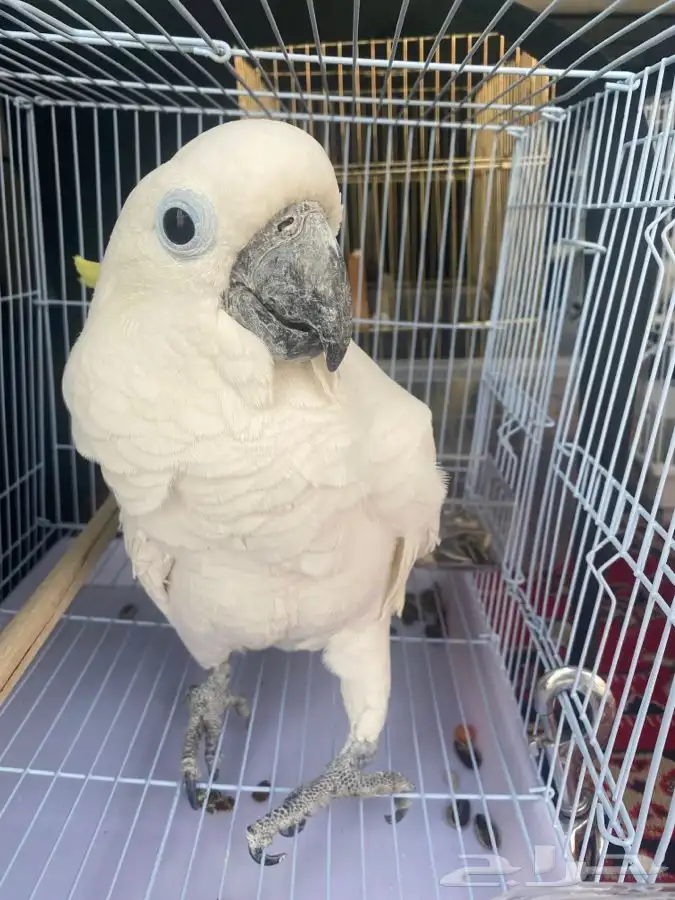 توصيل القطط كلاب طيور ابها خميس مشيط جده مكه الطايف 1