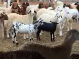 ذبائح بلدي نعيمي حريات وتيوس ومسلخ 6