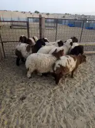 ذبائح بلدي نعيمي حريات وتيوس ومسلخ 1