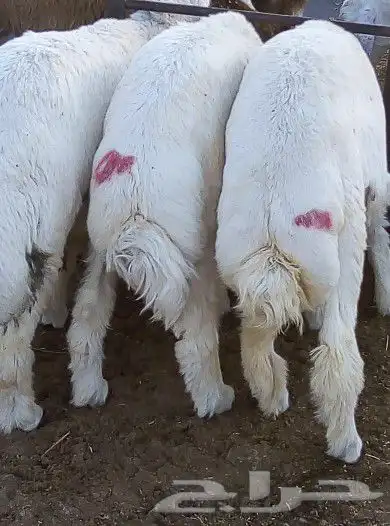 ذبائح بلدي نعيمي حريات وتيوس ومسلخ 2