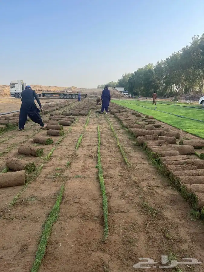مشاتل التكامل الخضراء 0533351329 4