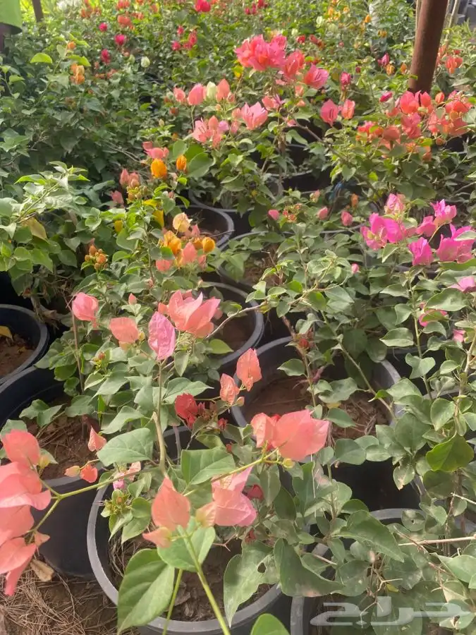 شتلات واشجار داخليه وخارجيه باسعار طيبه عنيزه 9