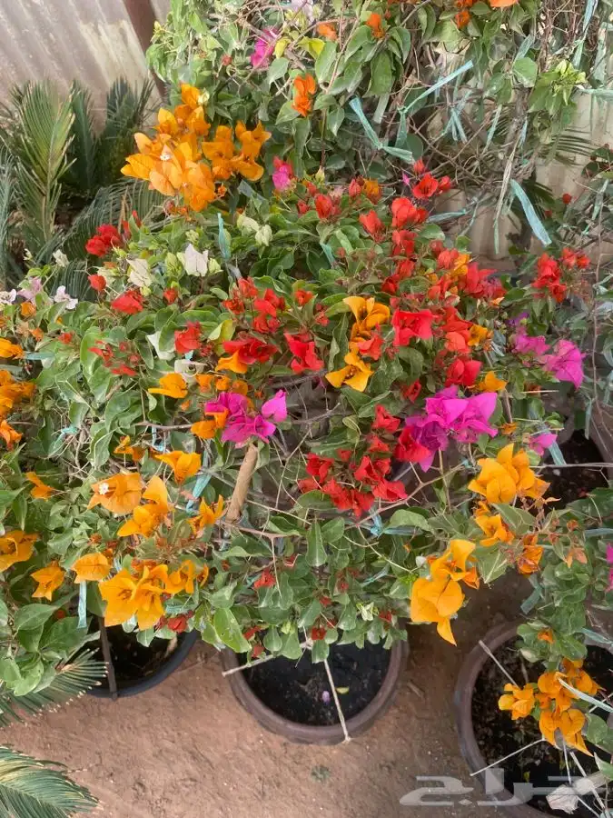 شتلات واشجار داخليه وخارجيه باسعار طيبه عنيزه 6