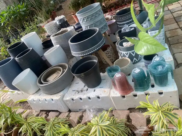 شتلات واشجار داخليه وخارجيه باسعار طيبه عنيزه 1