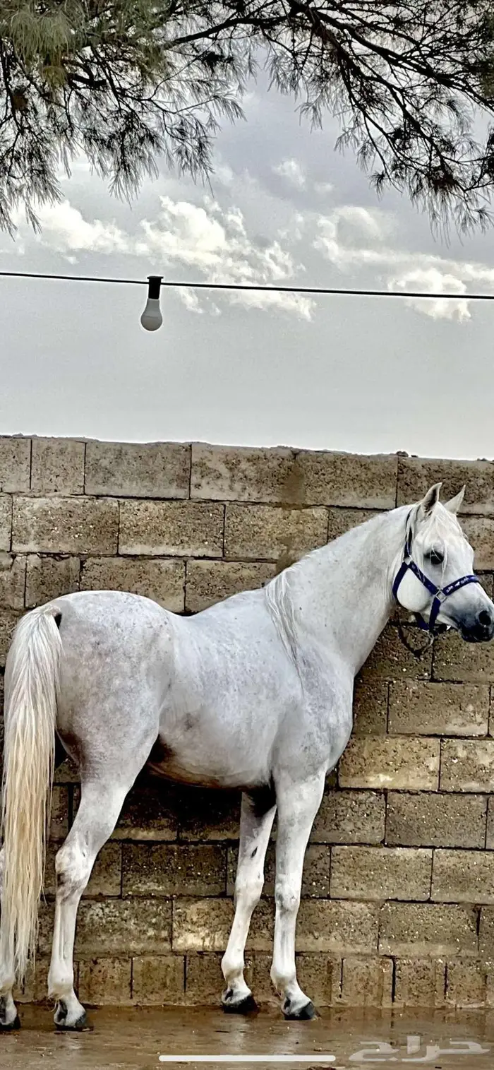 مربط الأسياف 1