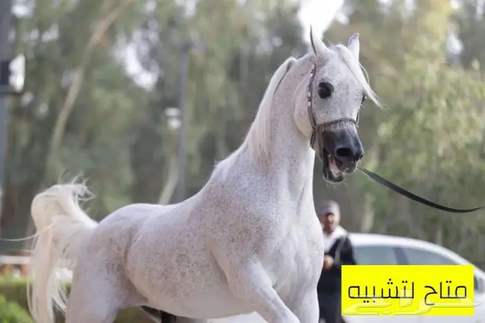 مربط الأسياف 2
