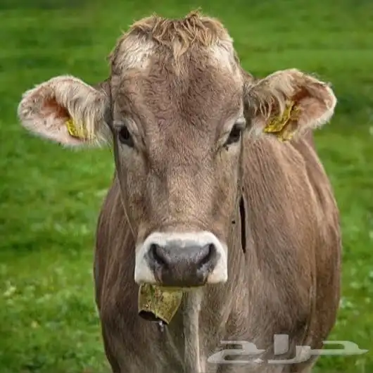 حراج الابقار 0