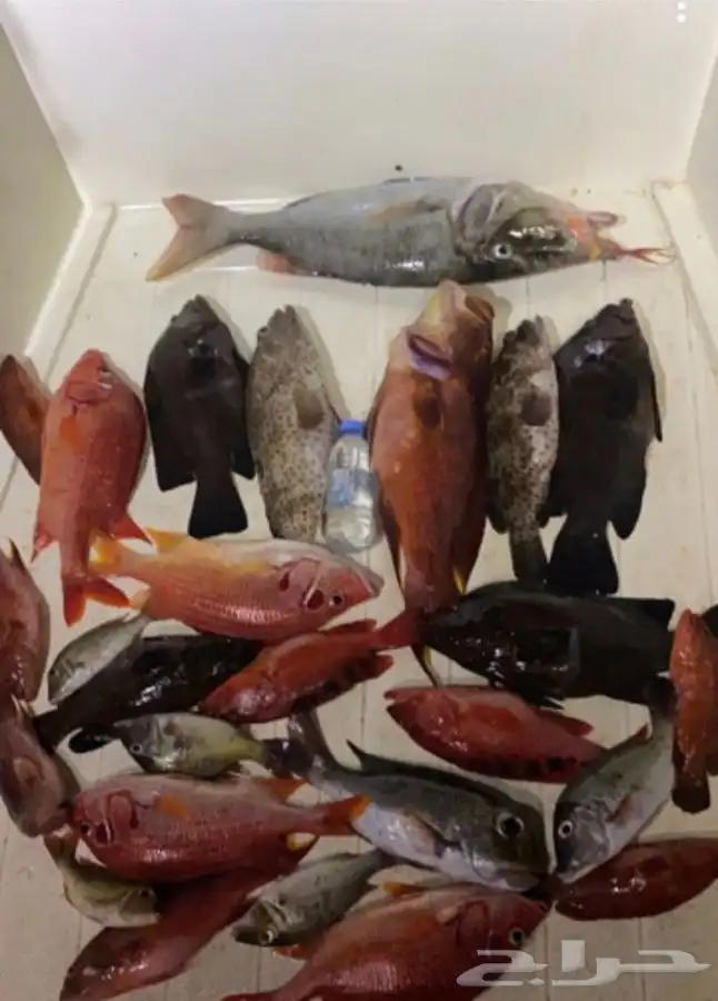 رحلات بحريه نزهه صيد سباحه بياضه 3