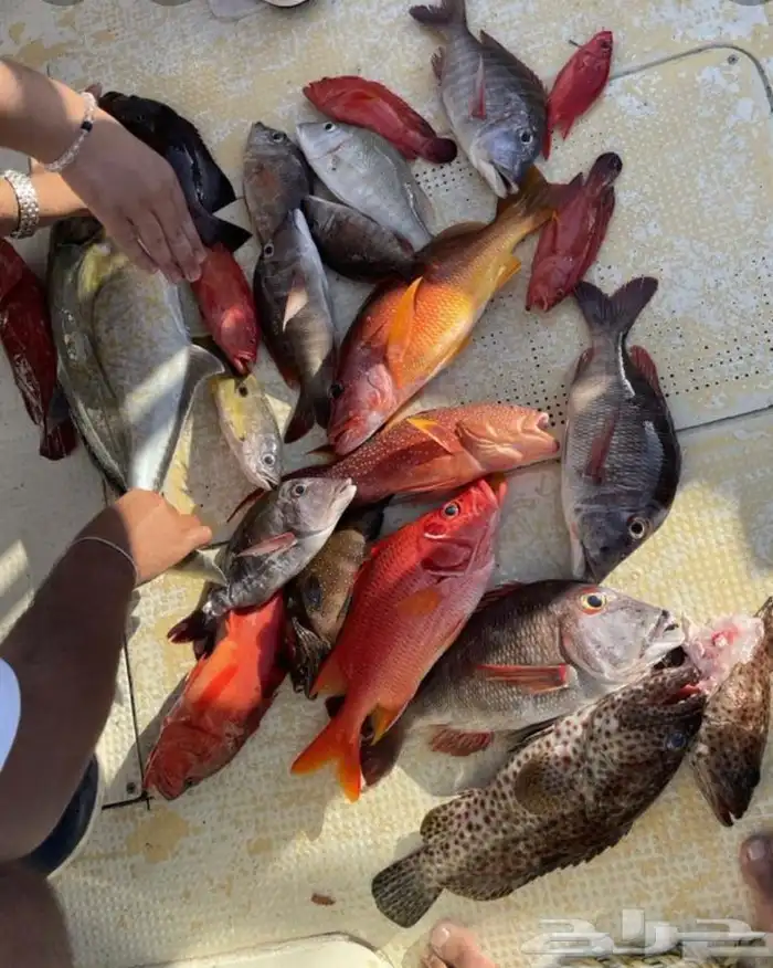 رحلات بحريه نزهه صيد سباحه بياضه 4