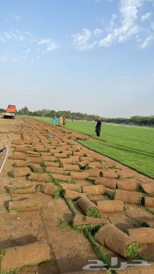 نجيله C2000 عشب طبيعي ثيل 2