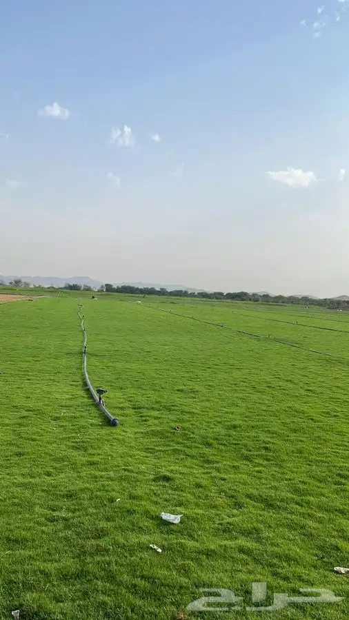 نجيله C2000 عشب طبيعي ثيل 3