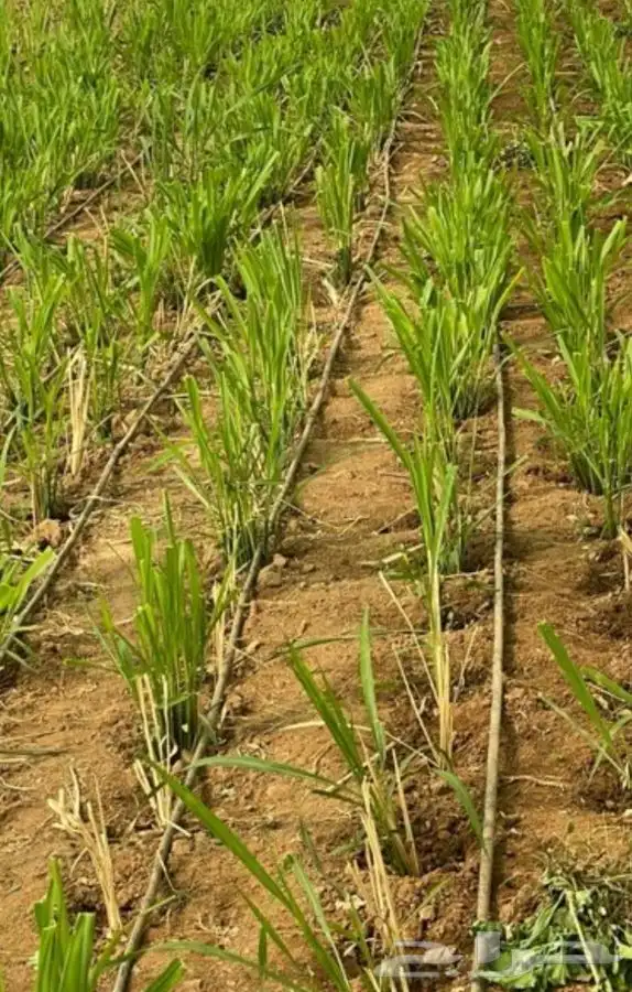 شتلات بونيكام كبير للبيع التوصيل مجاني للكميات 0