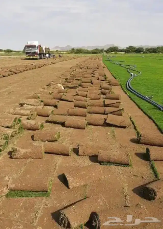 نجيله C2000 عشب طبيعي ثيل 10