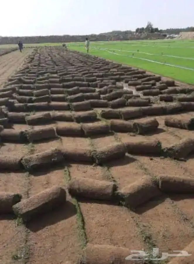 نجيله C2000 عشب طبيعي ثيل 11