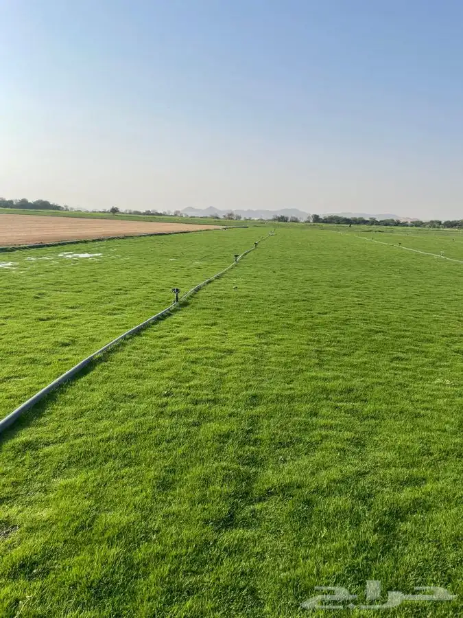 نجيله C2000 عشب طبيعي ثيل 7