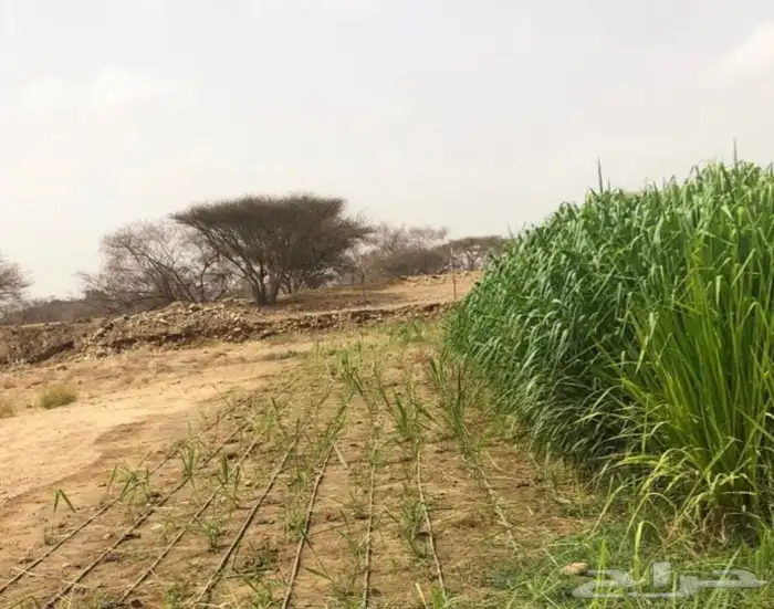 شتلات بونيكام كبير للبيع التوصيل مجاني للكميات 2