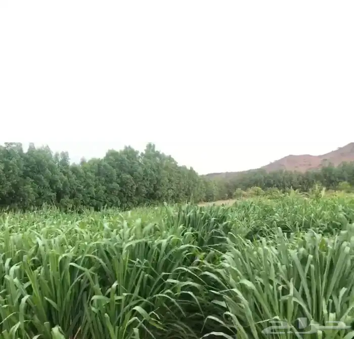 شتلات بونيكام كبير للبيع التوصيل مجاني للكميات 1