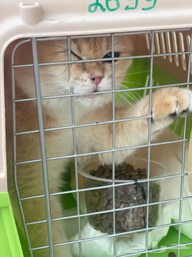 توصيل و نقل قطط كلاب طيور و جميع انواع الحيوانات 7