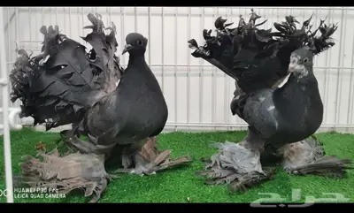 طبه رقاص هندي اوفر((تم البيع)) 0