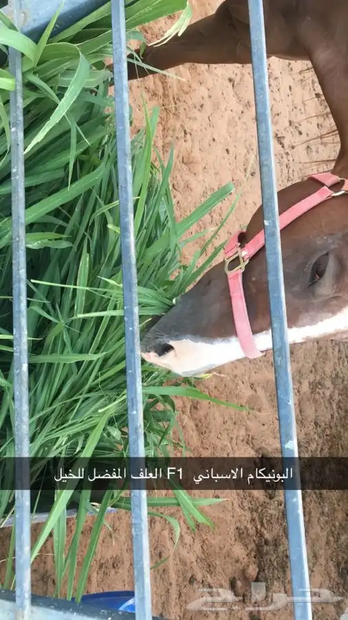 شتلات بونيكام إسباني بومباسا F1 1