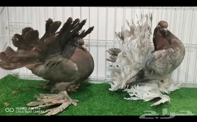 رقاص هندي ((تم البيع)) 0