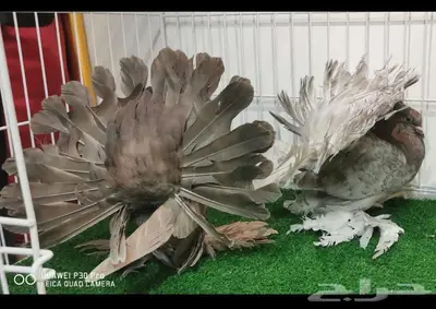 رقاص هندي ((تم البيع)) 3