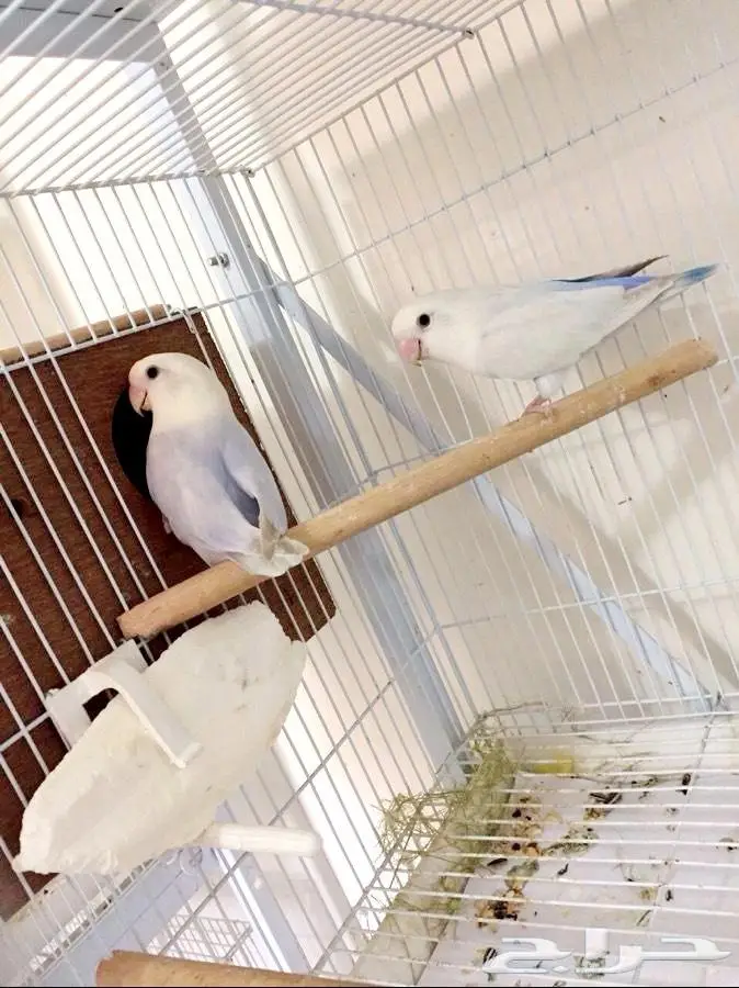 فروخ روز باليد فواتح 0