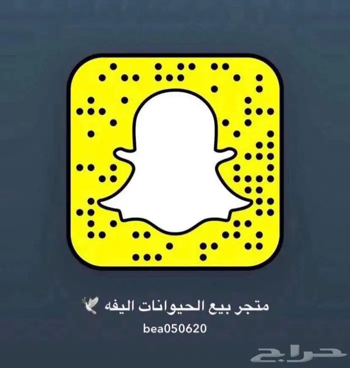 قطط طيور سلحف اسماك مستلزمات 4