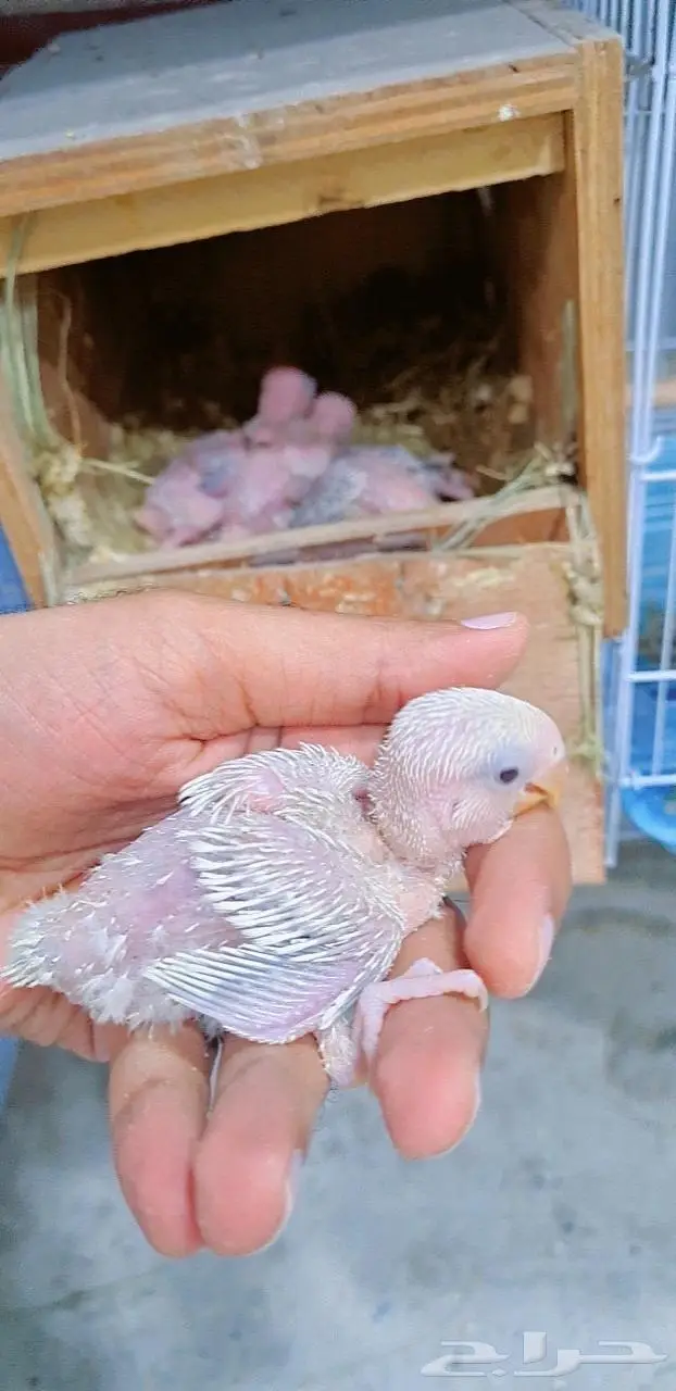 فروخ روز باليد فواتح 1