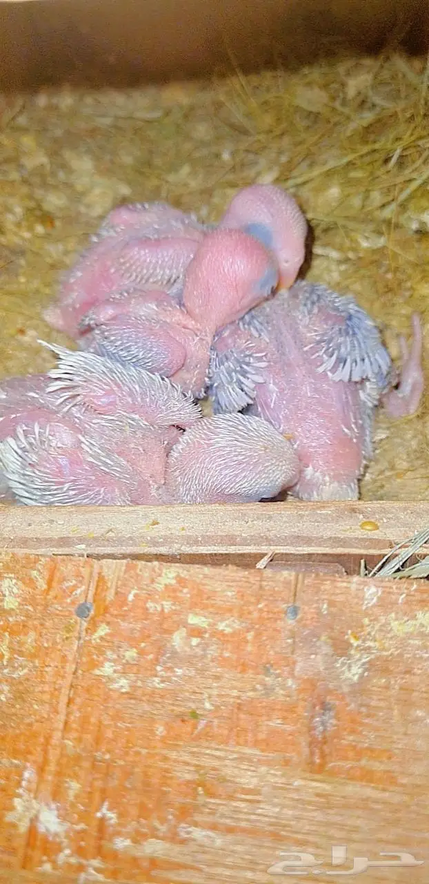 فروخ روز باليد فواتح 2