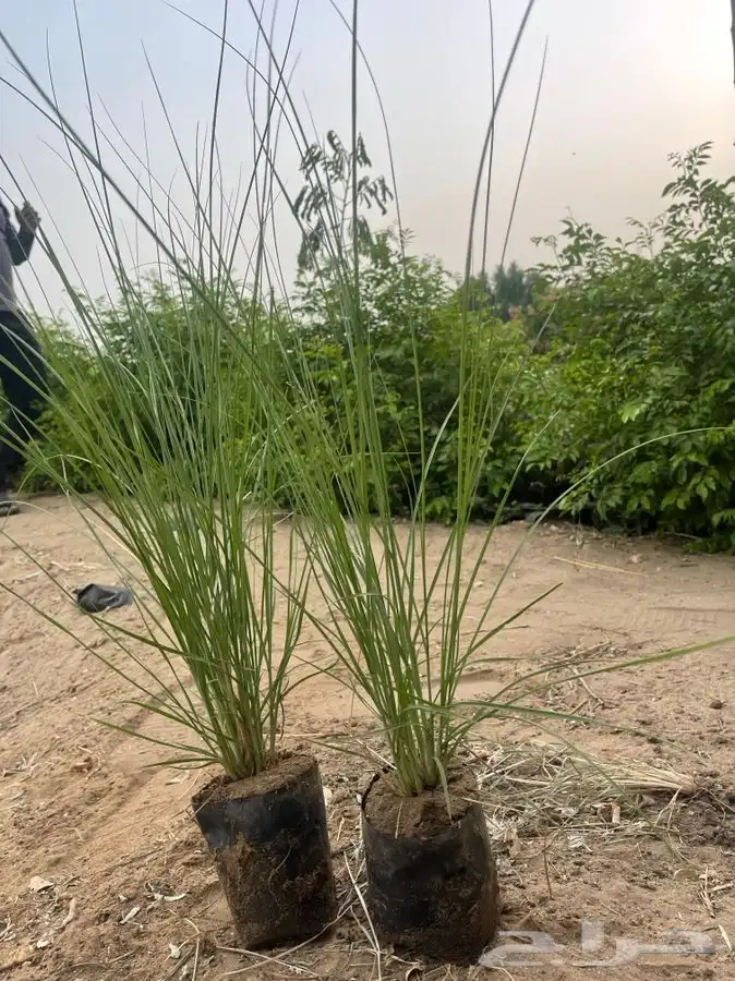 مشاتل التكامل الخضراء 0533351329 1