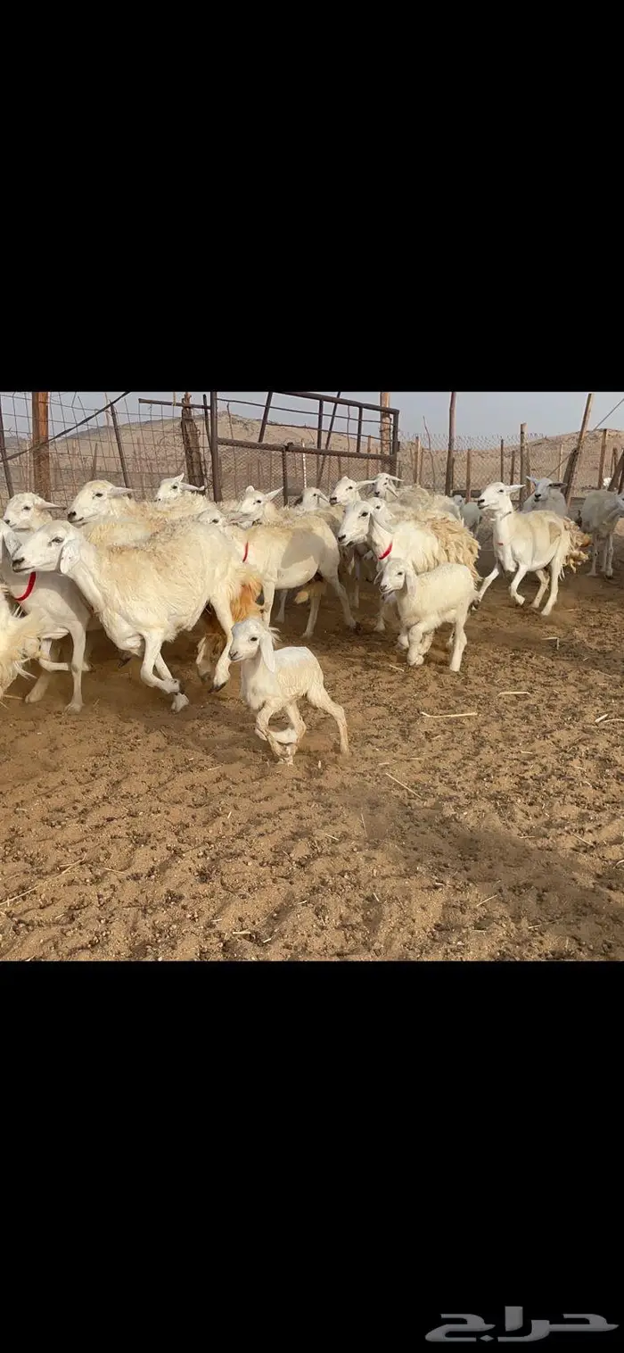 غنم خلفات 53 تحتها 53 صنف فاخر 0