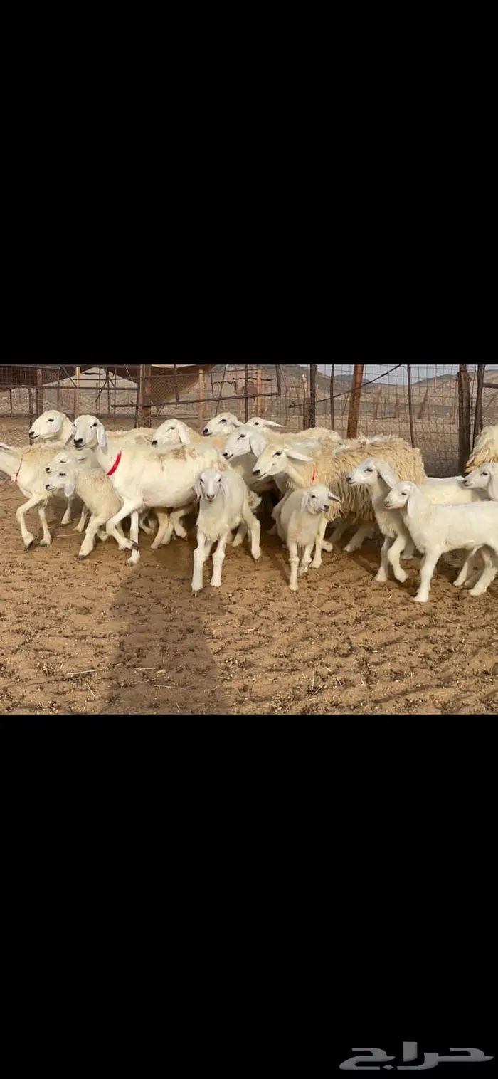 غنم خلفات 53 تحتها 53 صنف فاخر 1