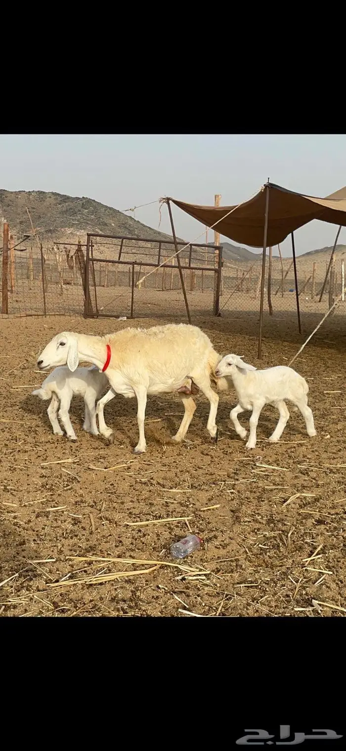 غنم خلفات 53 تحتها 53 صنف فاخر 2
