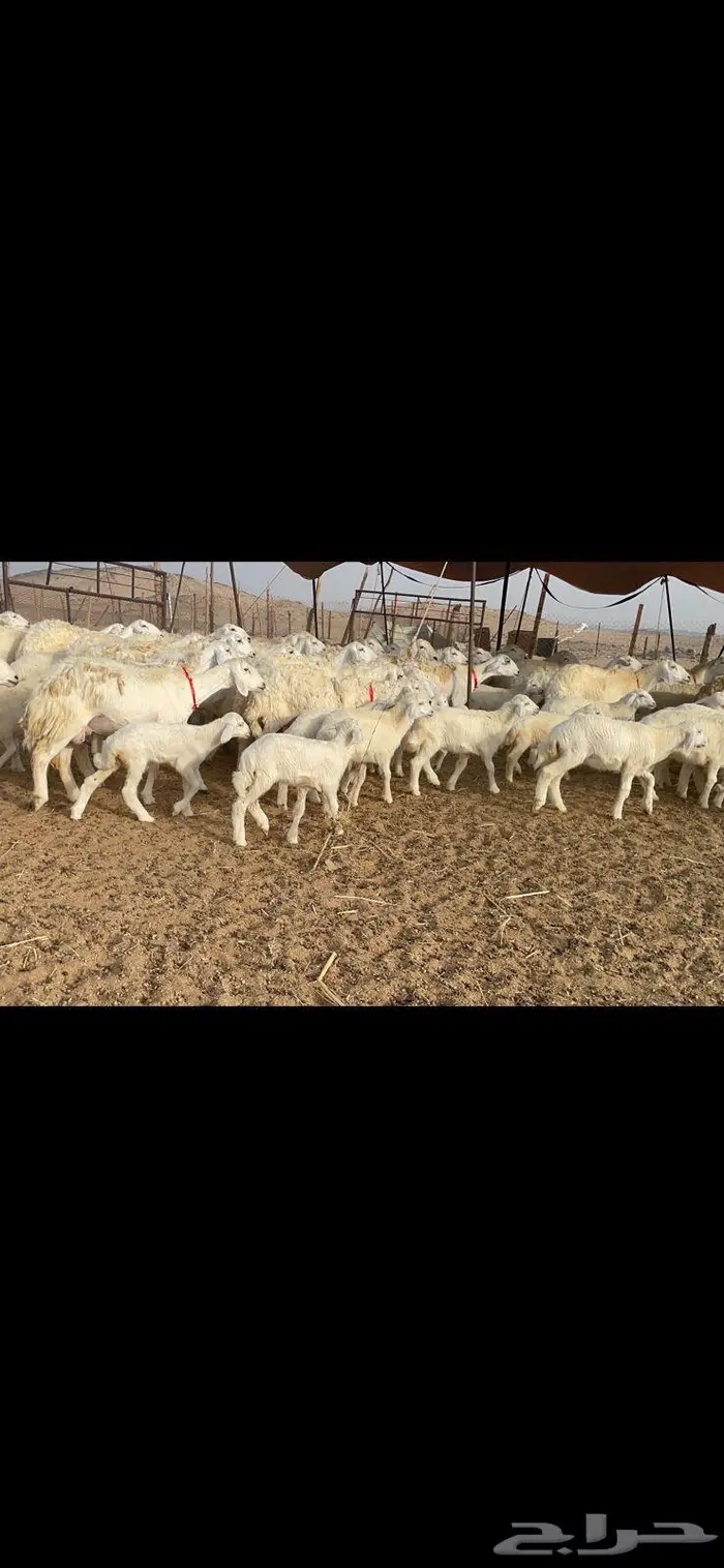 غنم خلفات 53 تحتها 53 صنف فاخر 3