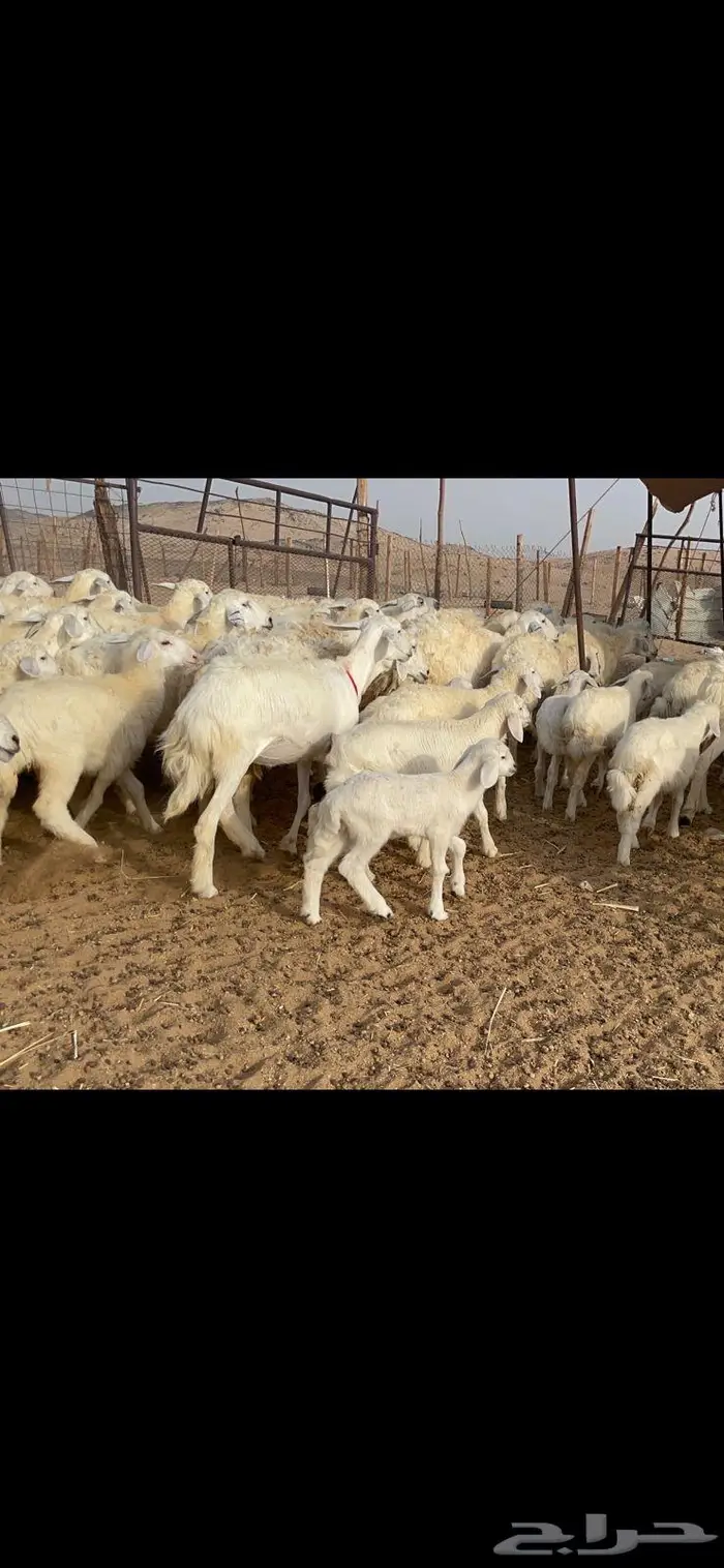 غنم خلفات 53 تحتها 53 صنف فاخر 5