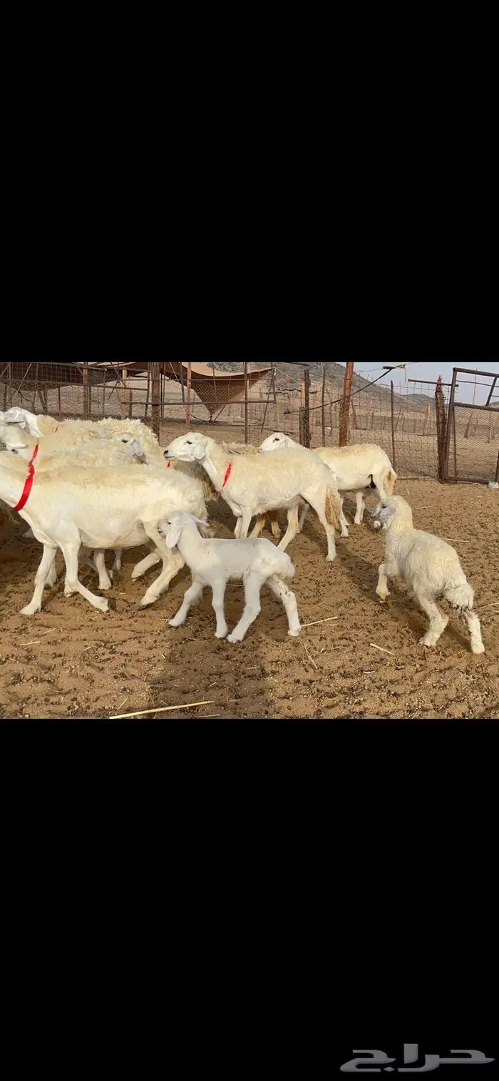 غنم خلفات 53 تحتها 53 صنف فاخر 6