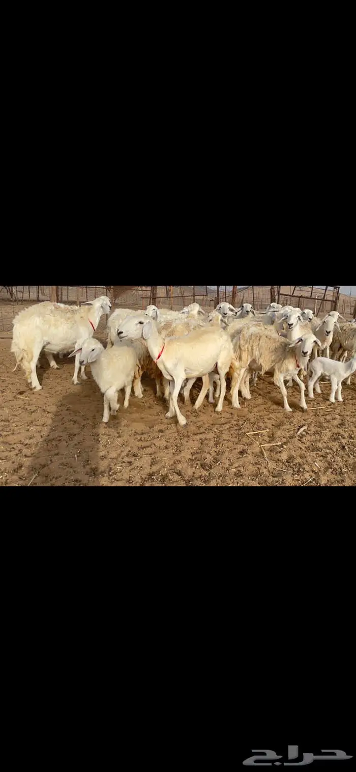 غنم خلفات 53 تحتها 53 صنف فاخر 7