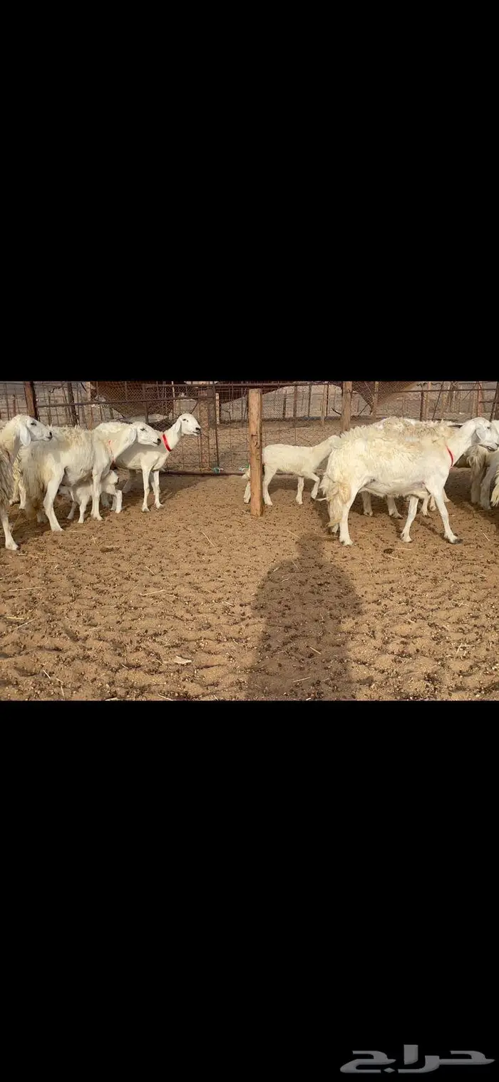 غنم خلفات 53 تحتها 53 صنف فاخر 8