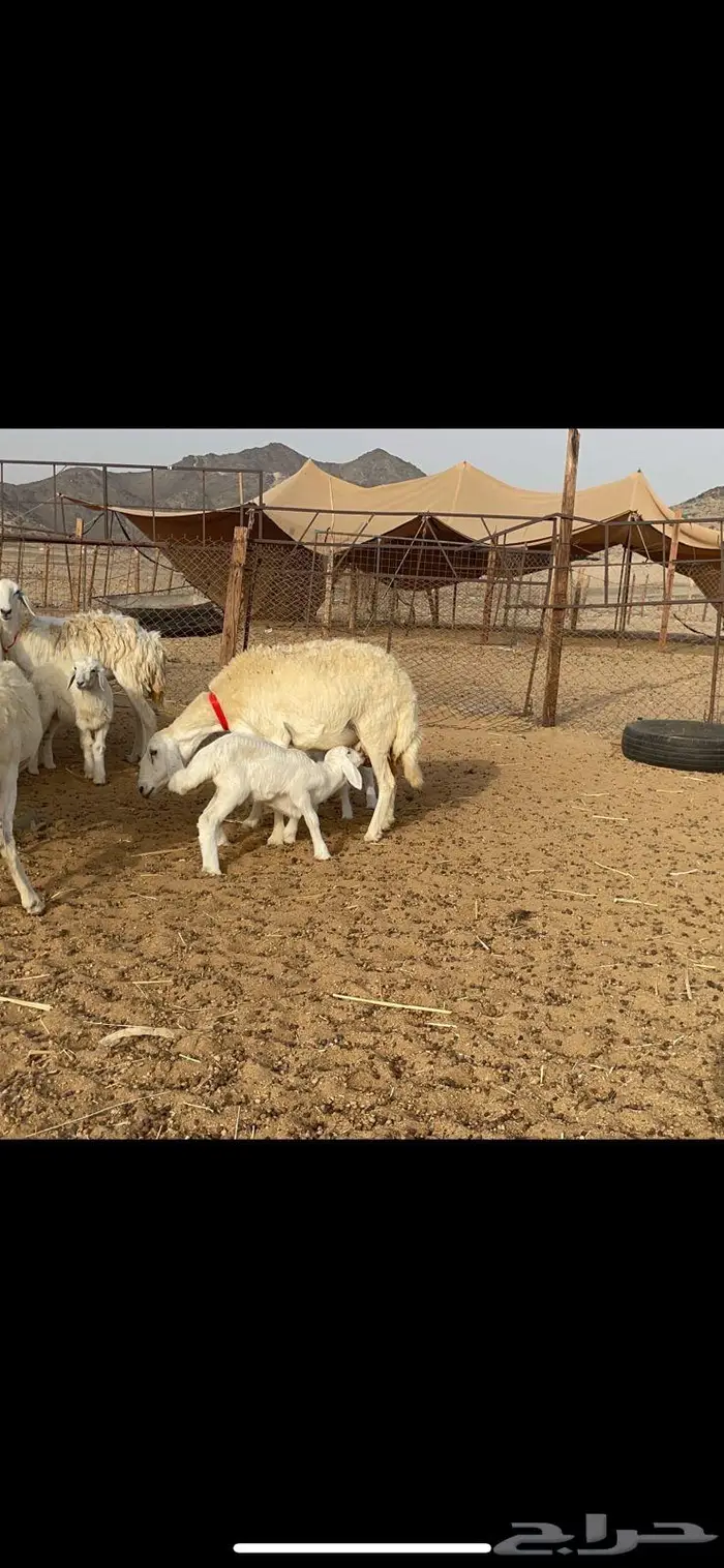 غنم خلفات 53 تحتها 53 صنف فاخر 10