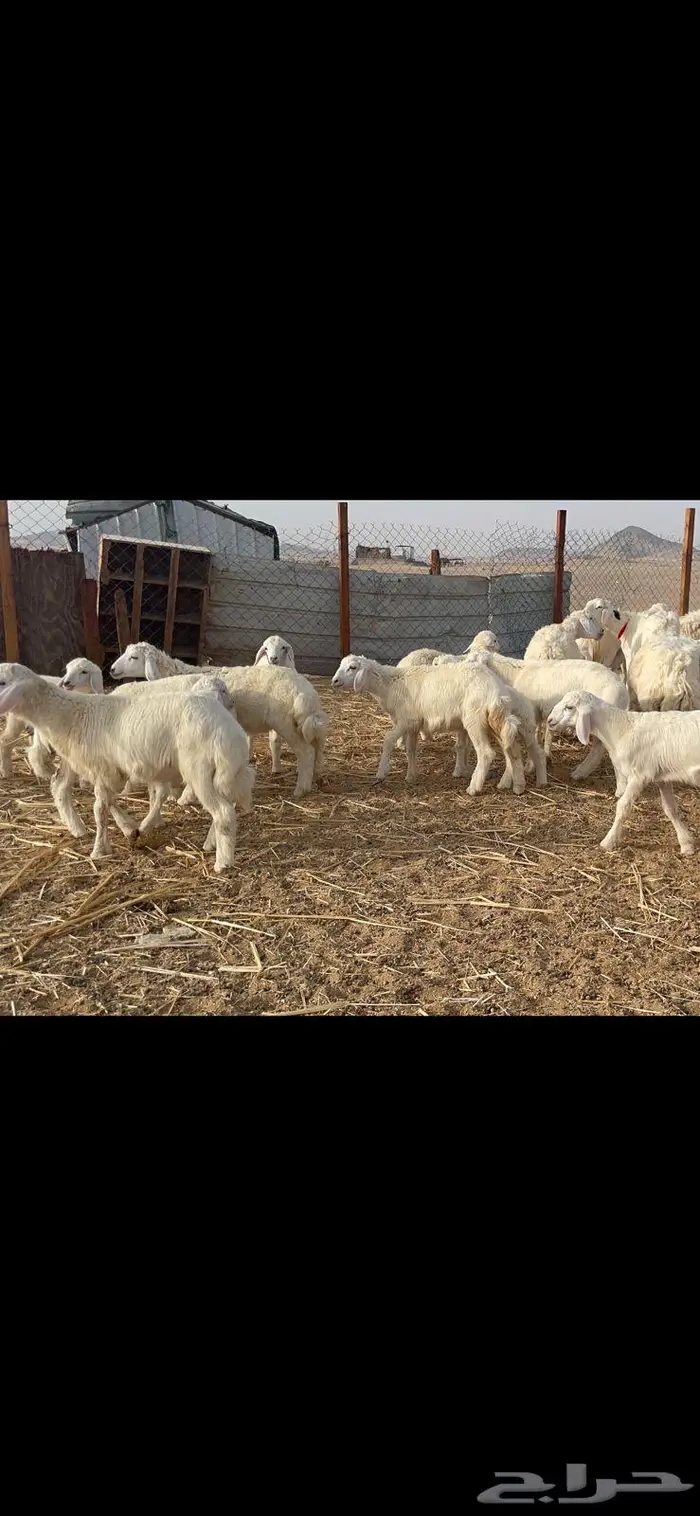 غنم خلفات 53 تحتها 53 صنف فاخر 11