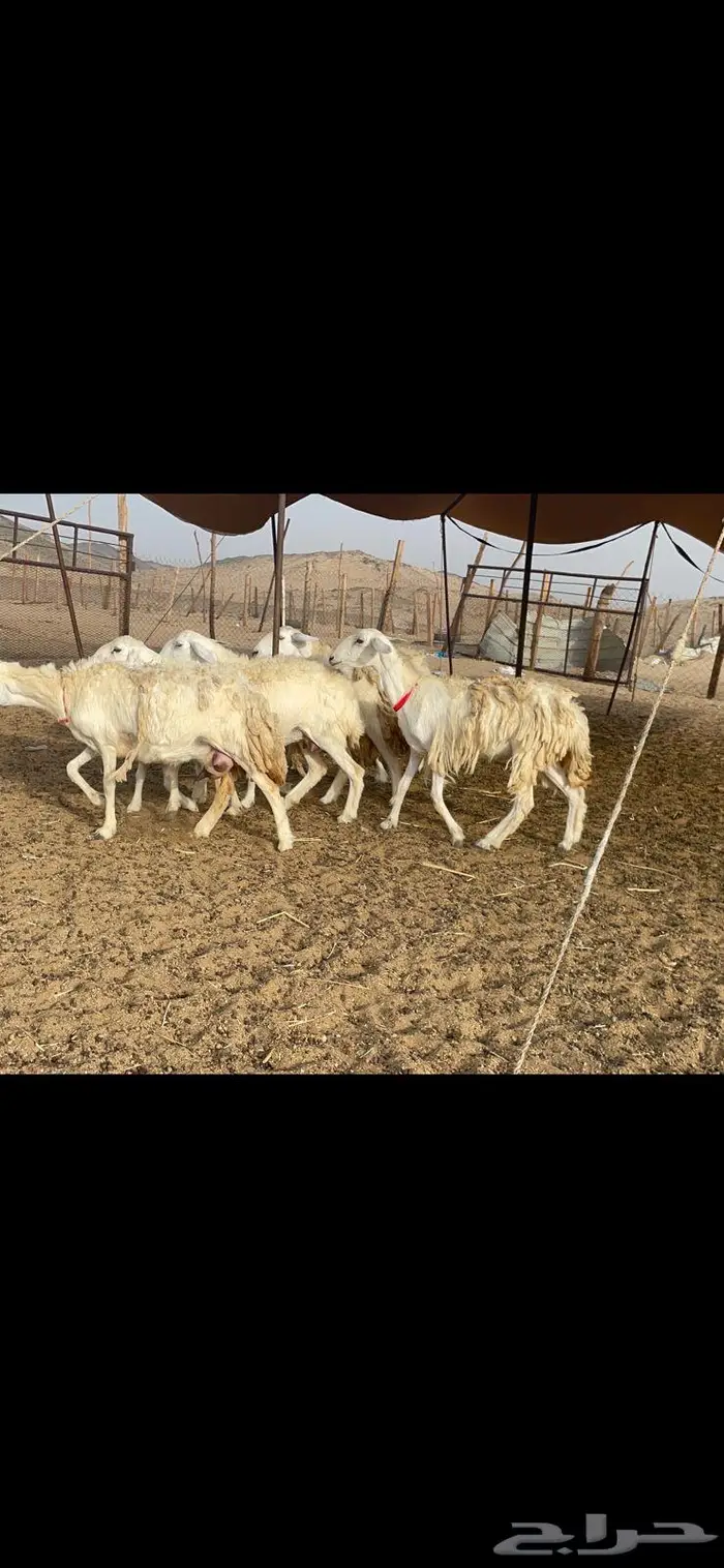 غنم خلفات 53 تحتها 53 صنف فاخر 12