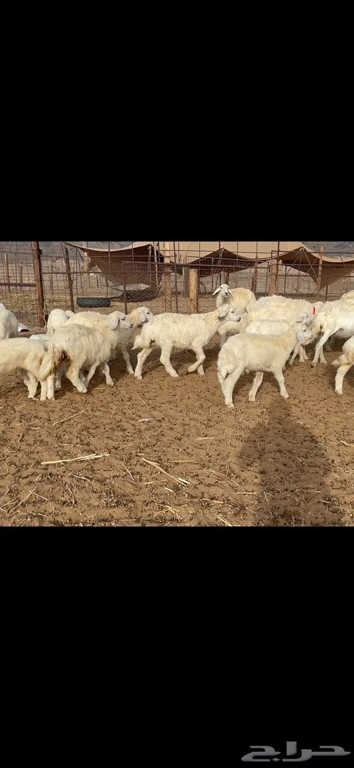 غنم خلفات 53 تحتها 53 صنف فاخر 13