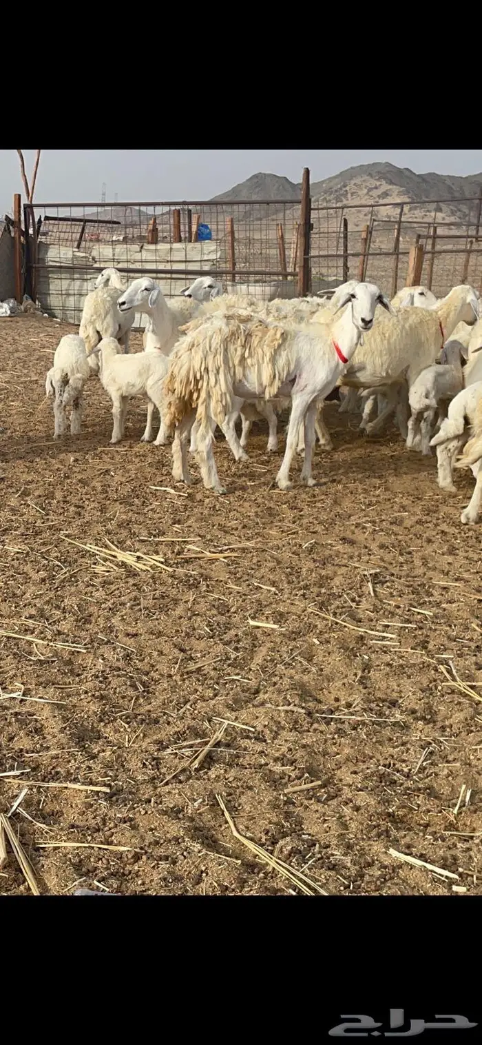 غنم خلفات 53 تحتها 53 صنف فاخر 14